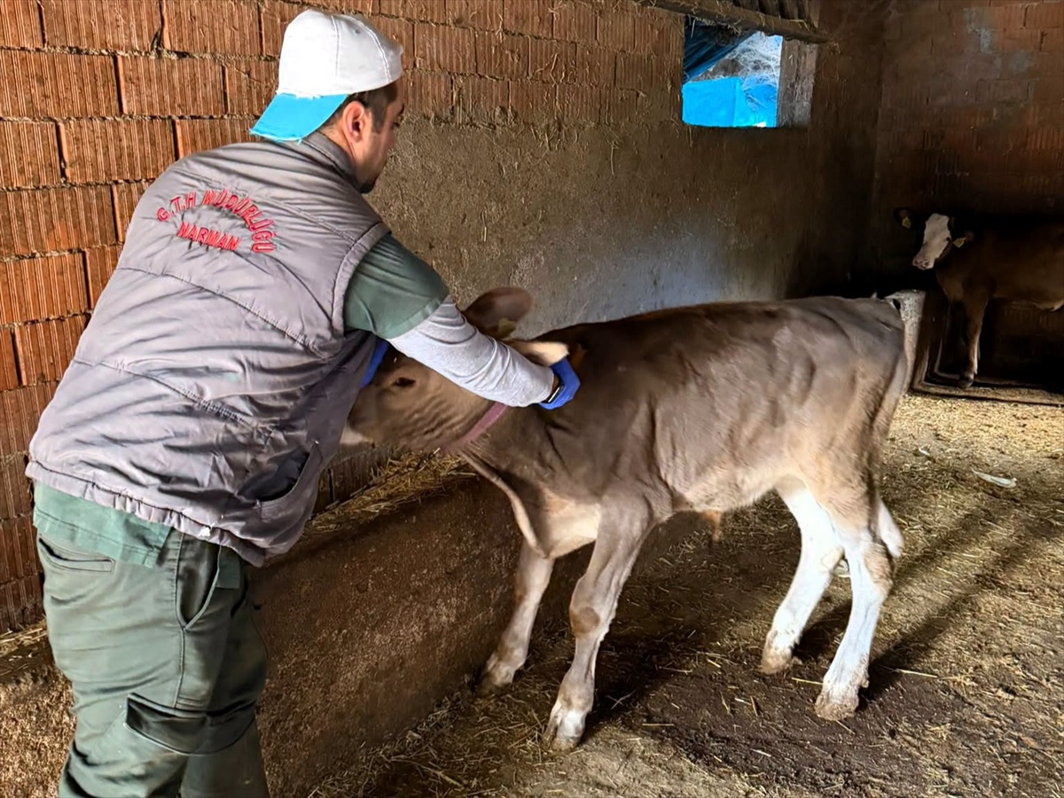 Kofçaz’da Hayvan Sağlığı İçin Yoğun Mesai: Aşılama ve Kontroller Aralıksız Sürüyor