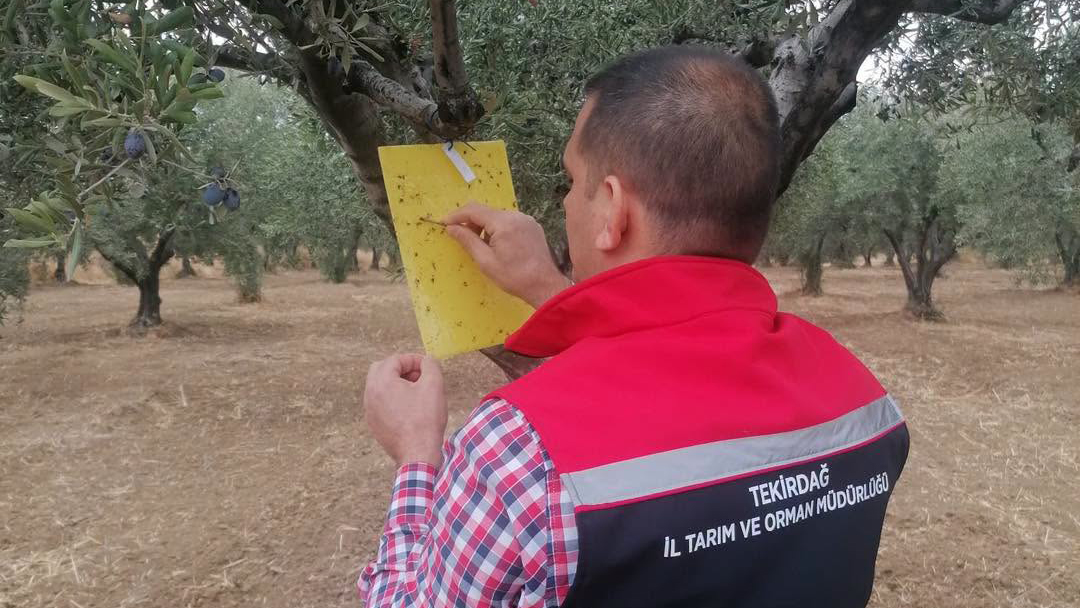 Şarköy'de Zeytin Sineği Alarmı!