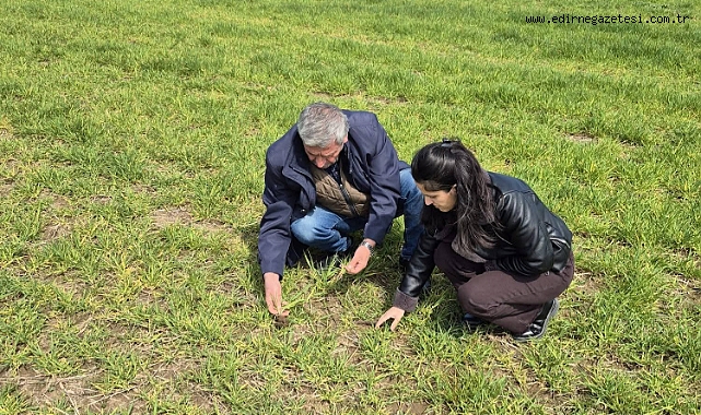 Edirne Ziraat Odası'ndan Üreticilere Hastalık Uyarısı